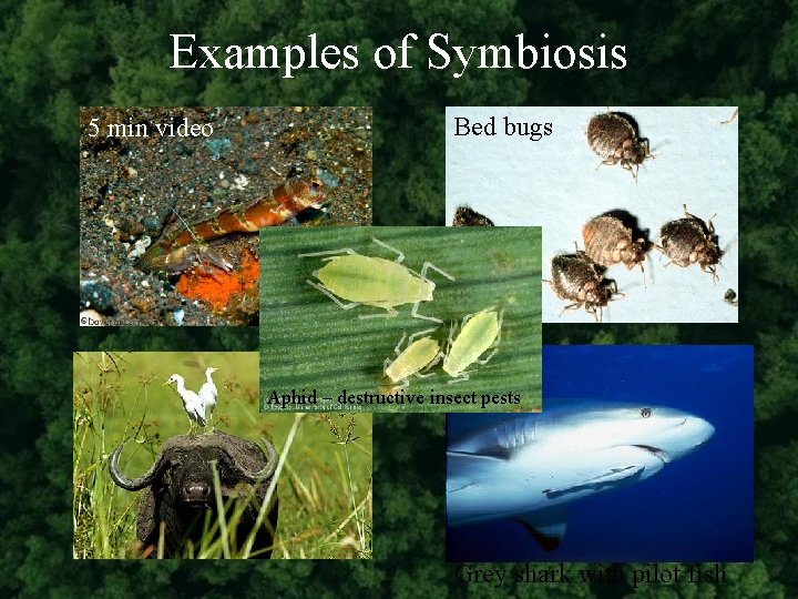 Examples of Symbiosis 5 min video Bed bugs Aphid – destructive insect pests Grey