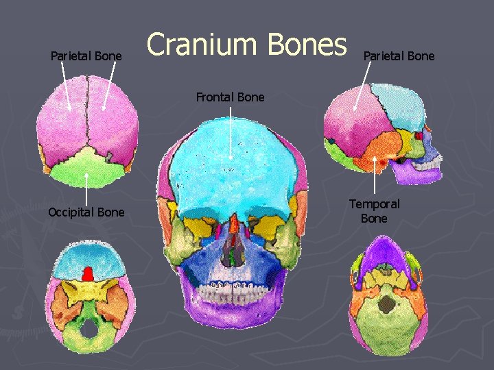 Parietal Bone Cranium Bones Parietal Bone Frontal Bone Occipital Bone Temporal Bone 