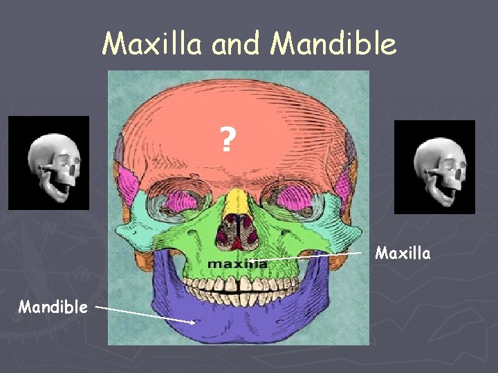 Maxilla and Mandible ? Maxilla Mandible 