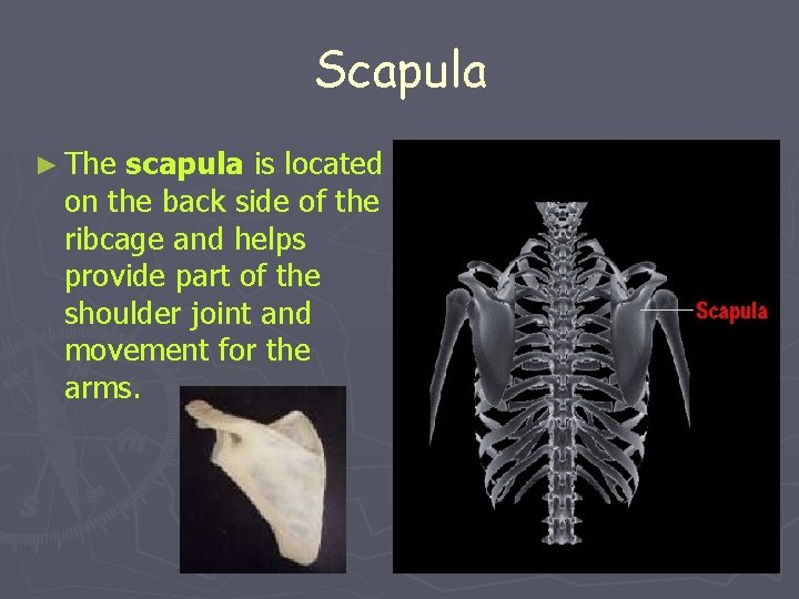 Scapula ► The scapula is located on the back side of the ribcage and