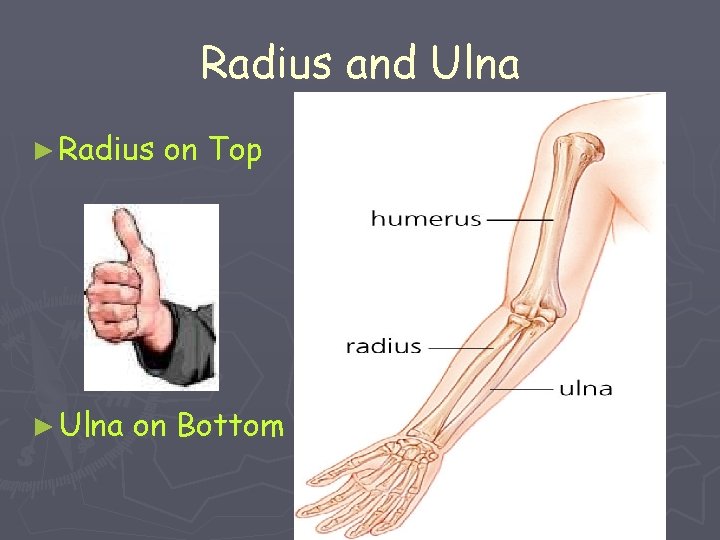 Radius and Ulna ► Radius ► Ulna on Top on Bottom 