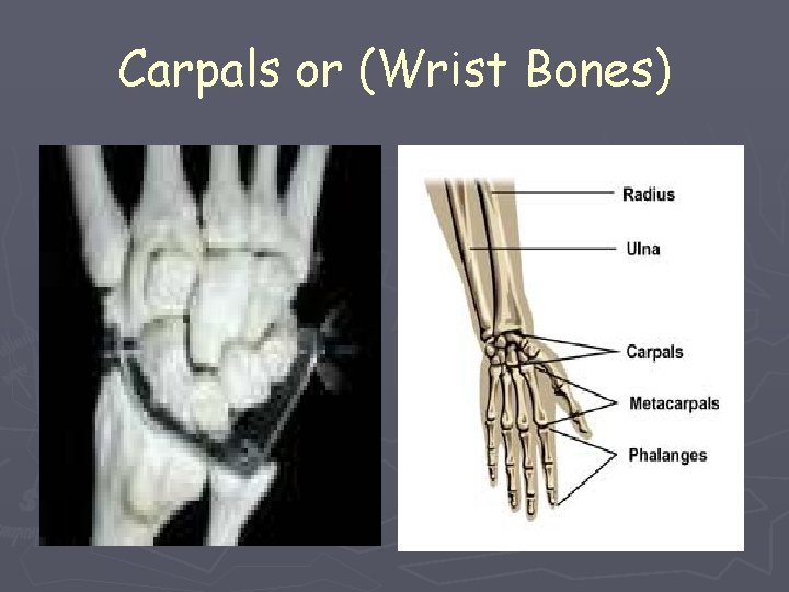 Carpals or (Wrist Bones) 