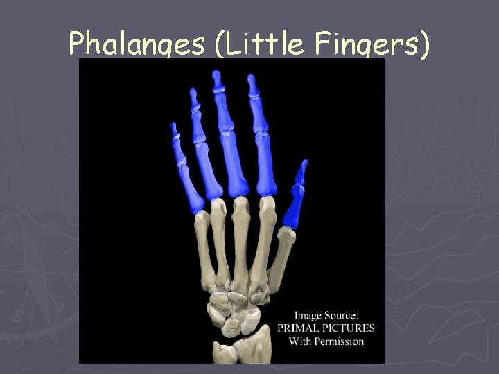 Phalanges (Little Fingers) 