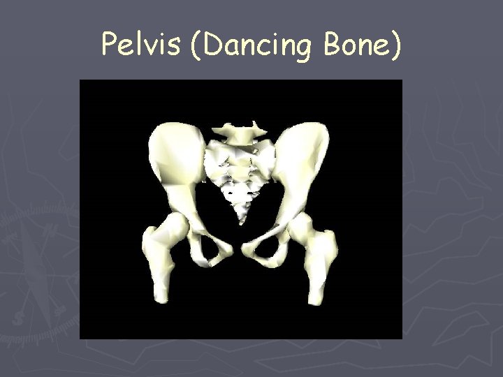 Pelvis (Dancing Bone) 