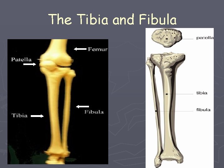 The Tibia and Fibula 