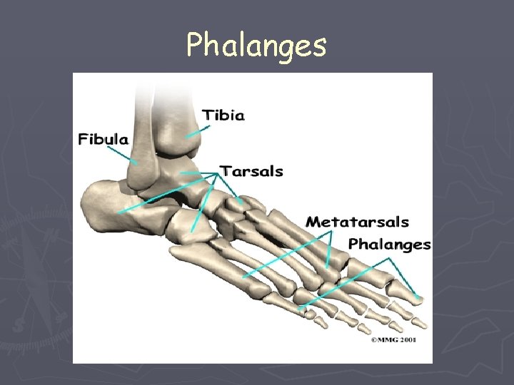 Phalanges 