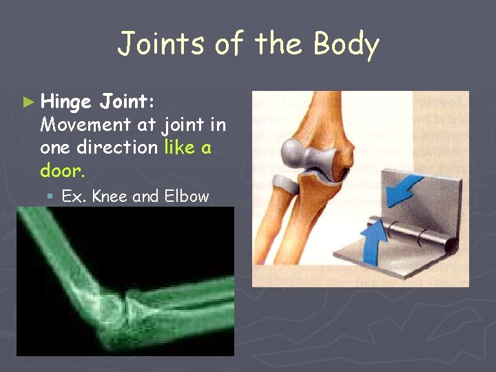 Joints of the Body ► Hinge Joint: Movement at joint in one direction like