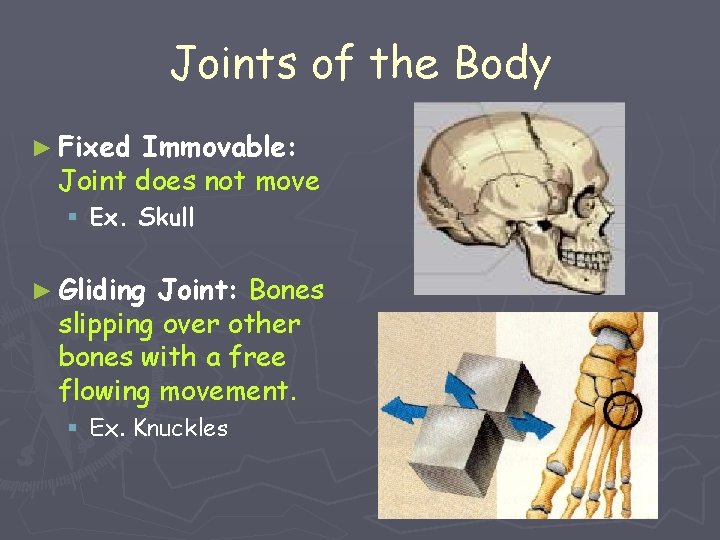 Joints of the Body ► Fixed Immovable: Joint does not move § Ex. Skull