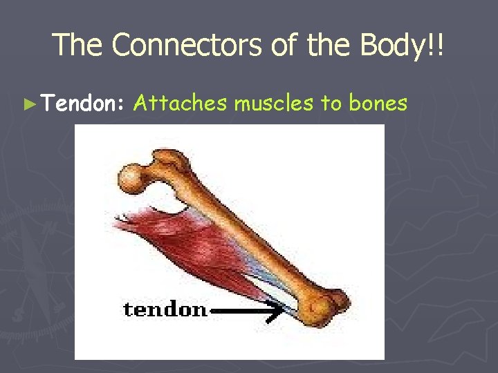 The Connectors of the Body!! ► Tendon: Attaches muscles to bones 
