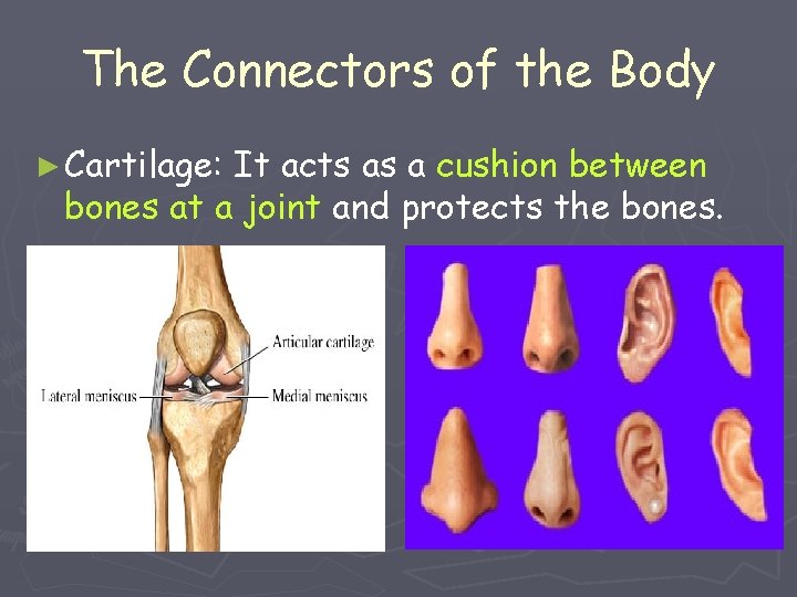 The Connectors of the Body ► Cartilage: It acts as a cushion between bones