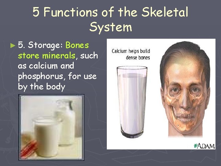 5 Functions of the Skeletal System ► 5. Storage: Bones store minerals, such as