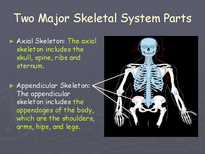 Two Major Skeletal System Parts ► Axial Skeleton: The axial skeleton includes the skull,