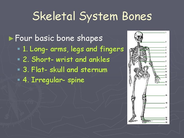 Skeletal System Bones ► Four basic bone shapes § 1. Long- arms, legs and