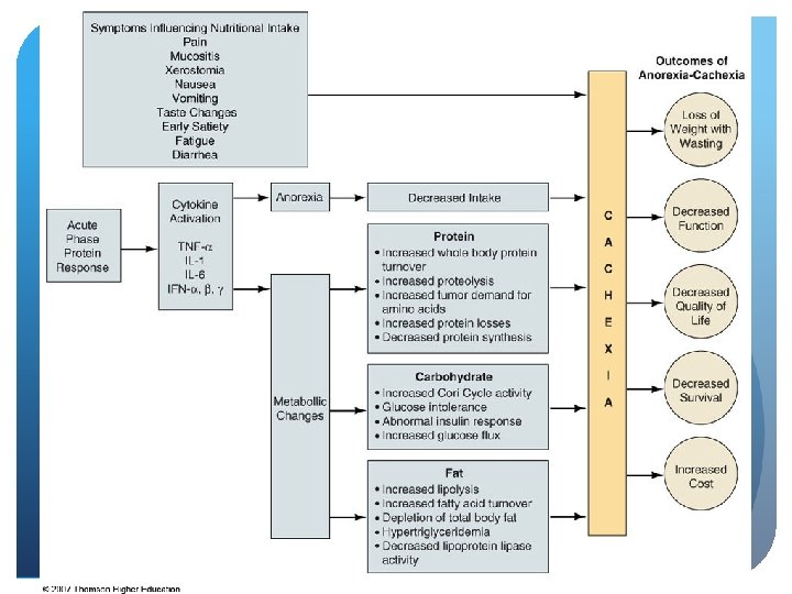 © 2007 Thomson - Wadsworth 
