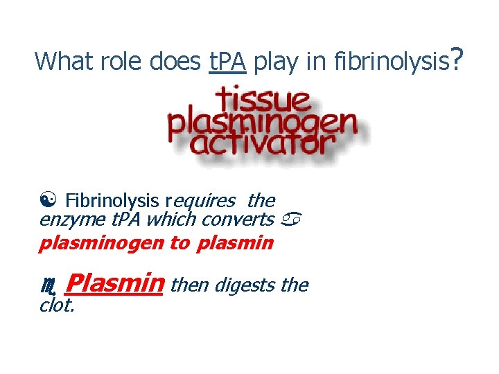 What role does t. PA play in fibrinolysis? Fibrinolysis requires the enzyme t. PA