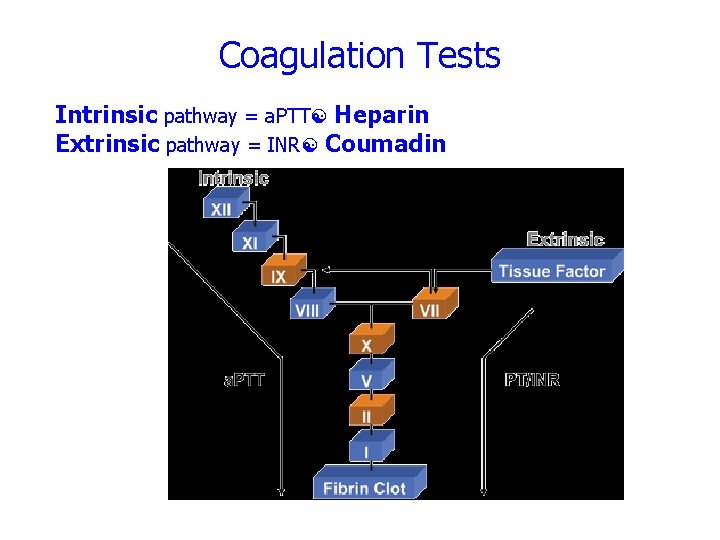 Coagulation Tests Intrinsic pathway = a. PTT Heparin Extrinsic pathway = INR Coumadin 