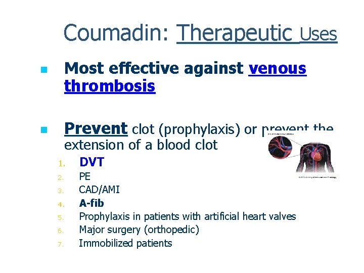 Coumadin: Therapeutic Uses n n Most effective against venous thrombosis Prevent clot (prophylaxis) or