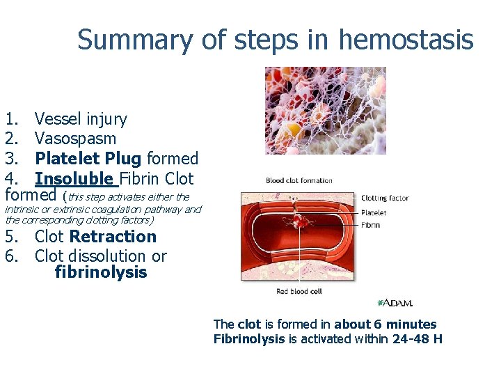 Summary of steps in hemostasis 1. Vessel injury 2. Vasospasm 3. Platelet Plug formed