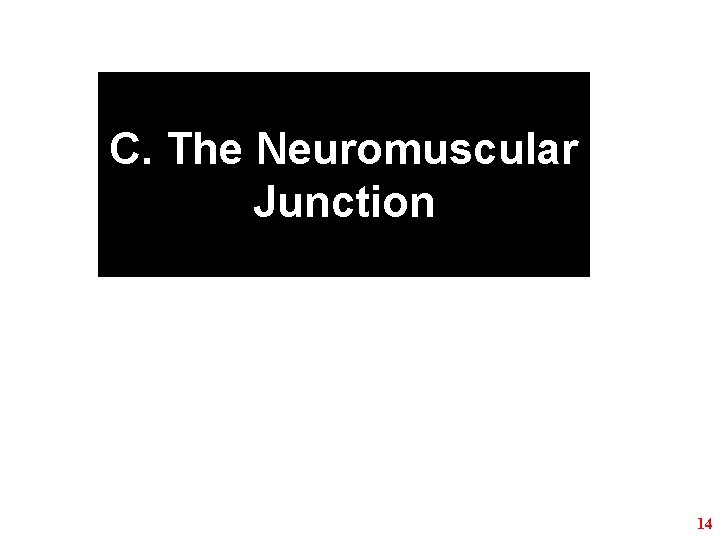 C. The Neuromuscular Junction 14 