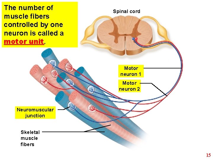The number of muscle fibers controlled by one neuron is called a motor unit.