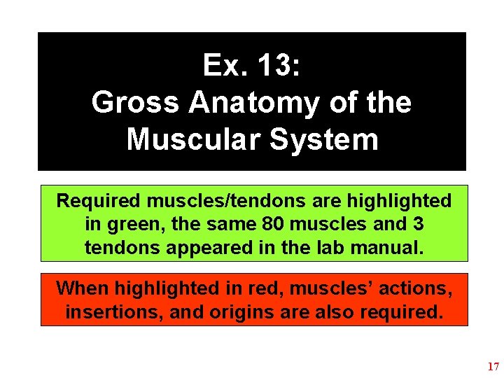 Ex. 13: Gross Anatomy of the Muscular System Required muscles/tendons are highlighted in green,
