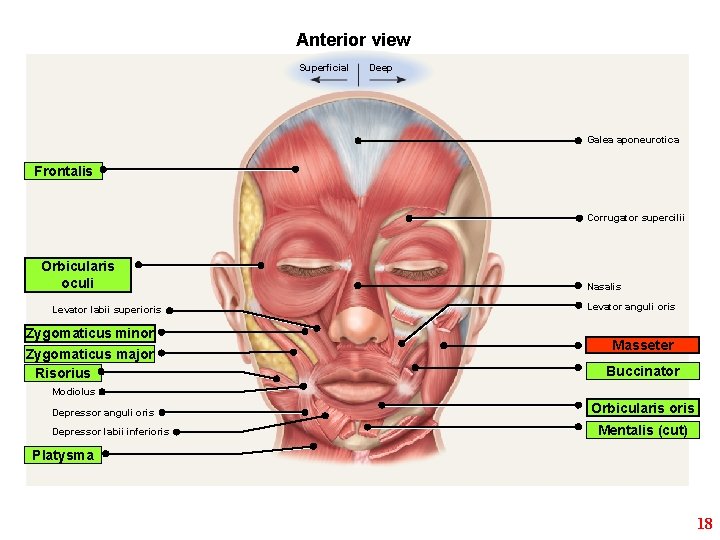 Anterior view Superficial Deep Galea aponeurotica Frontalis Corrugator supercilii Orbicularis oculi Levator labii superioris