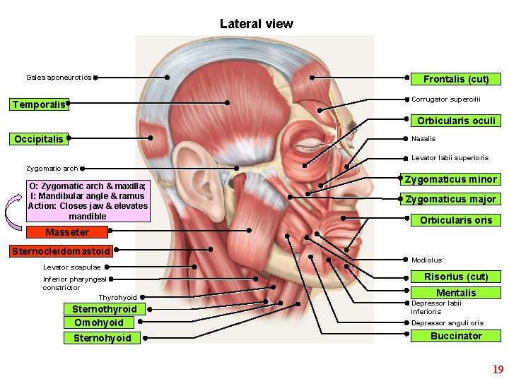 Lateral view Galea aponeurotica Frontalis (cut) Corrugator supercilii Temporalis Orbicularis oculi Occipitalis Nasalis Levator