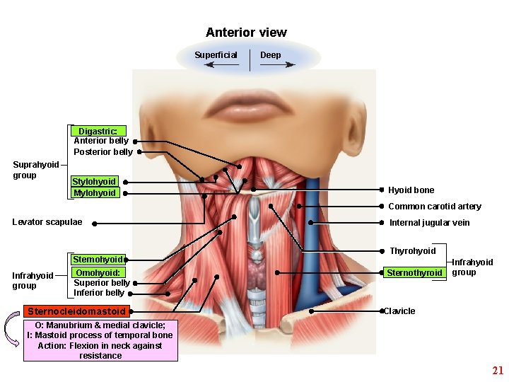 Anterior view Superficial Deep Digastric: Anterior belly Posterior belly Suprahyoid group Stylohyoid Mylohyoid Hyoid