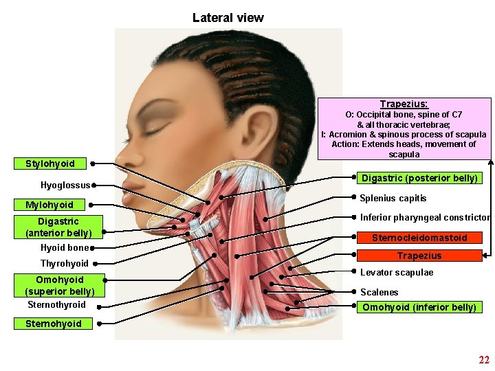 Lateral view Trapezius: Stylohyoid Hyoglossus Mylohyoid Digastric (anterior belly) Hyoid bone Thyrohyoid Omohyoid (superior