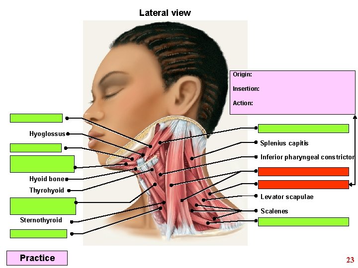 Lateral view Origin: Insertion: Action: Hyoglossus Splenius capitis Inferior pharyngeal constrictor Hyoid bone Thyrohyoid