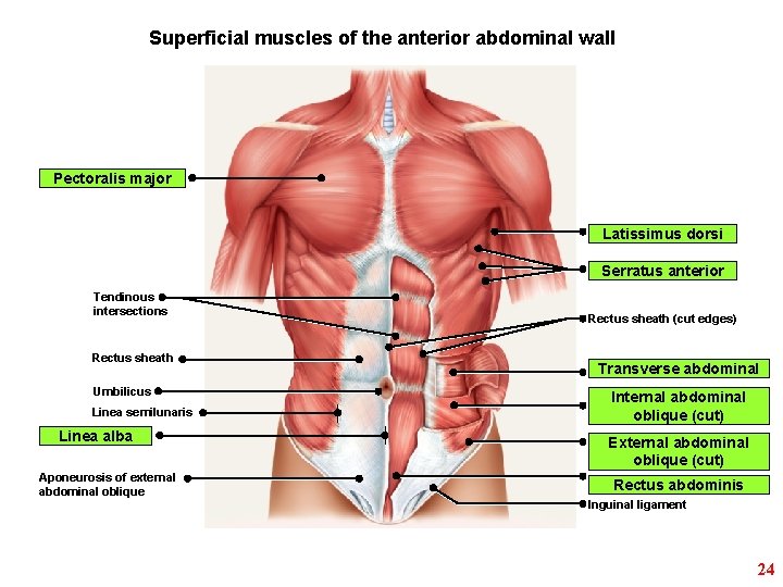 Superficial muscles of the anterior abdominal wall Pectoralis major Latissimus dorsi Serratus anterior Tendinous