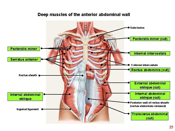 Deep muscles of the anterior abdominal wall Subclavius Pectoralis minor (cut) Pectoralis minor Internal