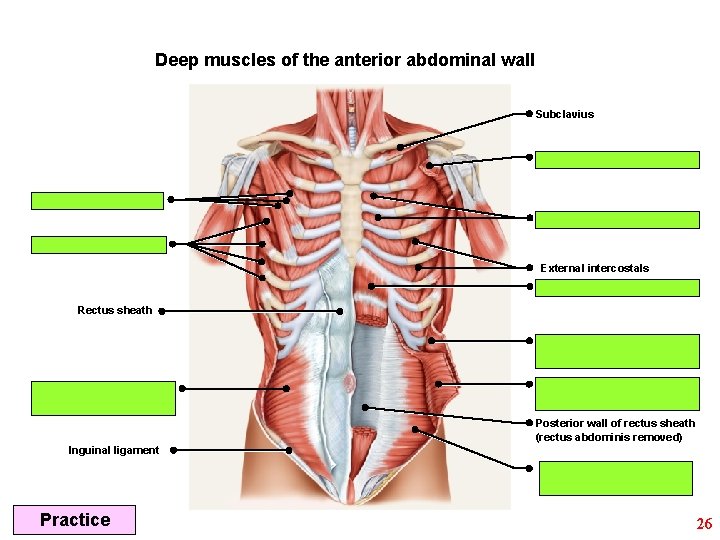 Deep muscles of the anterior abdominal wall Subclavius External intercostals Rectus sheath Posterior wall