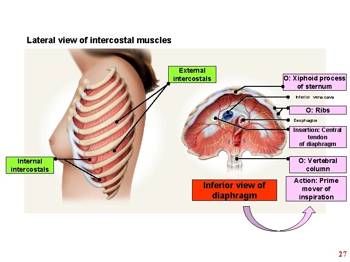 Lateral view of intercostal muscles External intercostals O: Xiphoid process of sternum Inferior vena