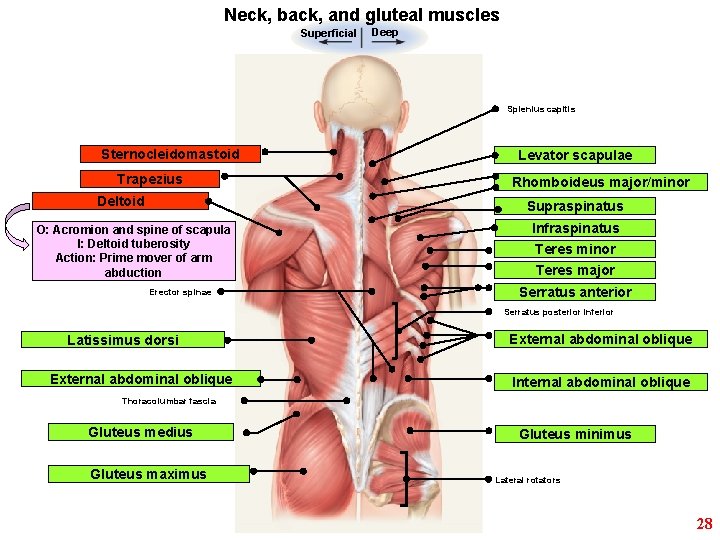 Neck, back, and gluteal muscles Superficial Deep Splenius capitis Sternocleidomastoid Trapezius Deltoid Levator scapulae