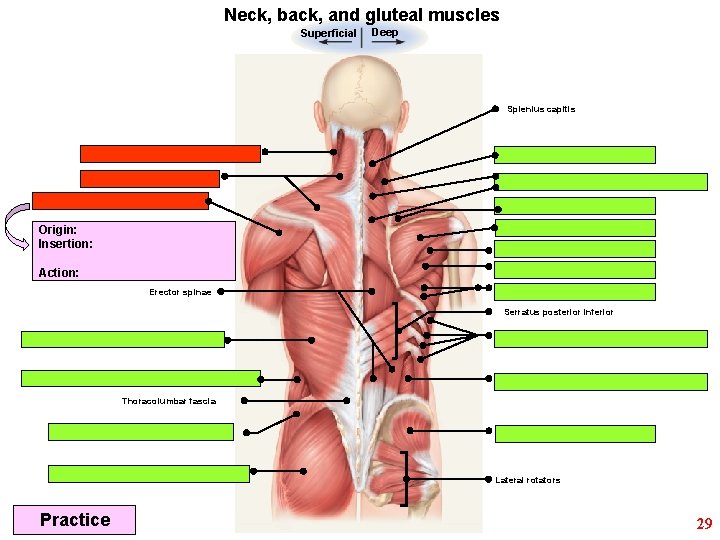 Neck, back, and gluteal muscles Superficial Deep Splenius capitis Origin: Insertion: Action: Erector spinae