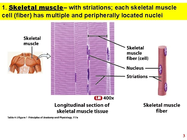 1. Skeletal muscle– with striations; each skeletal muscle cell (fiber) has multiple and peripherally