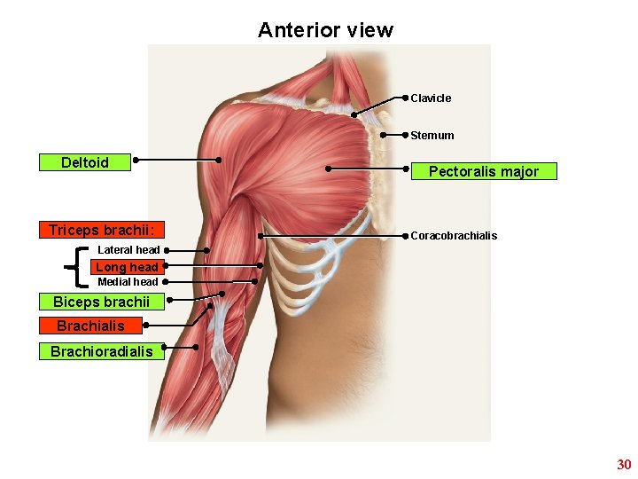 Anterior view Clavicle Sternum Deltoid Triceps brachii: Pectoralis major Coracobrachialis Lateral head Long head