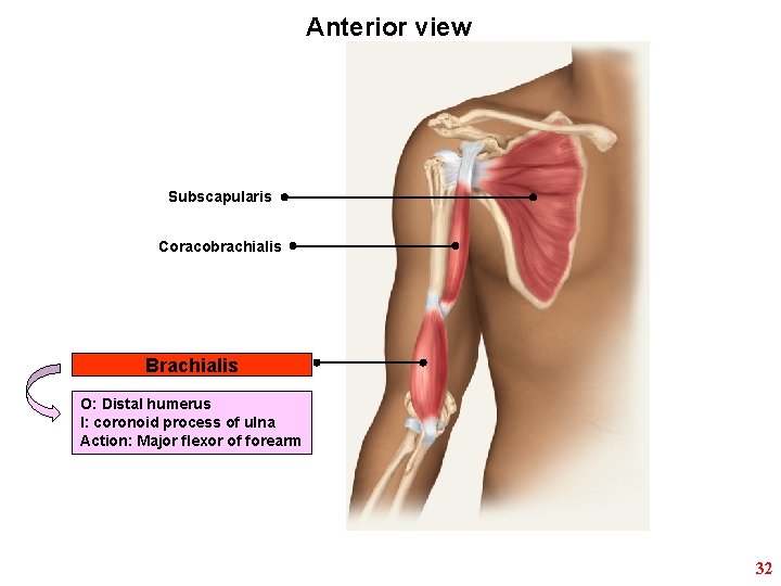 Anterior view Subscapularis Coracobrachialis Brachialis O: Distal humerus I: coronoid process of ulna Action: