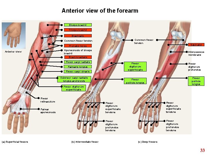 Anterior view of the forearm Biceps brachii Triceps brachii Brachialis Common flexor tendon Pronator