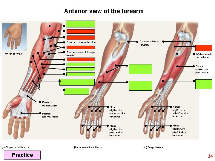 Anterior view of the forearm Common flexor tendon Aponeurosis of biceps brachii Anterior view