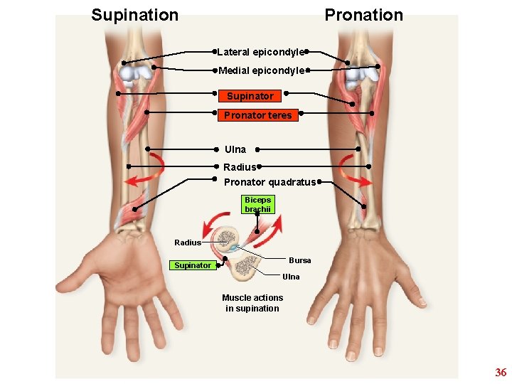 Supination Pronation Lateral epicondyle Medial epicondyle Supinator Pronator teres Ulna Radius Pronator quadratus Biceps