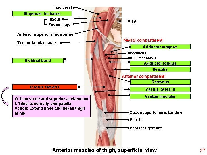 Iliac crest Iliopsoas: includes Iliacus Psoas major L 5 Anterior superior iliac spine Tensor