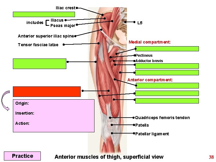 Iliac crest includes Iliacus Psoas major L 5 Anterior superior iliac spine Tensor fasciae