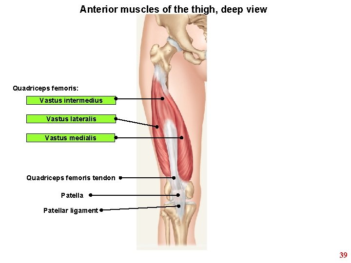 Anterior muscles of the thigh, deep view Quadriceps femoris: Vastus intermedius Vastus lateralis Vastus