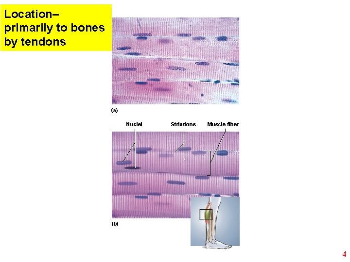 Location– primarily to bones by tendons (a) Nuclei Striations Muscle fiber (b) 4 