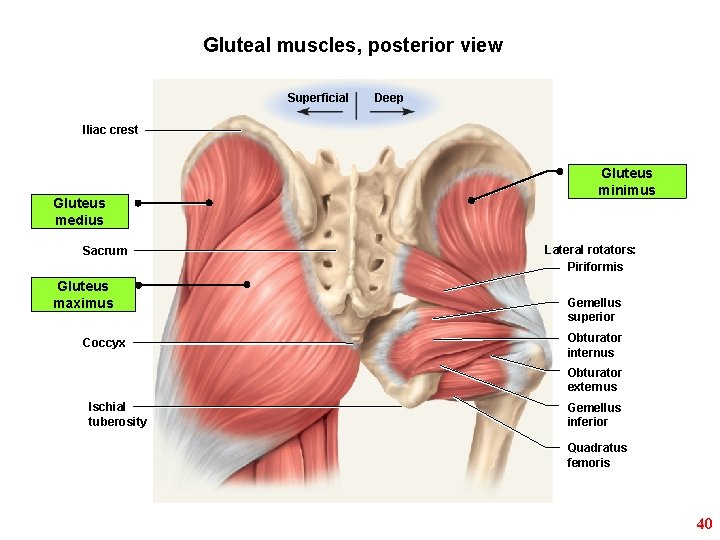 Gluteal muscles, posterior view Superficial Deep Iliac crest Gluteus medius Sacrum Gluteus maximus Coccyx