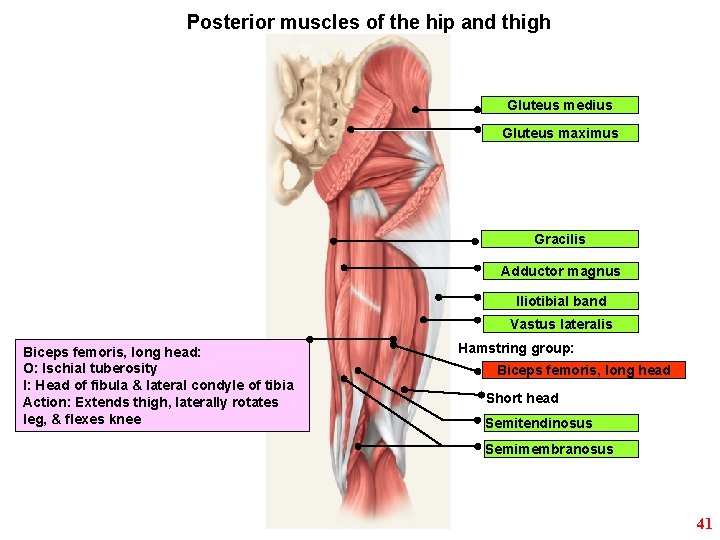 Posterior muscles of the hip and thigh Gluteus medius Gluteus maximus Gracilis Adductor magnus