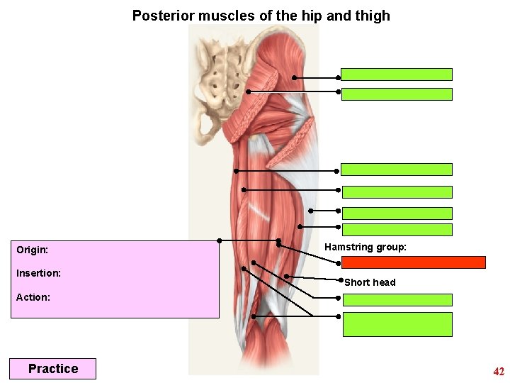 Posterior muscles of the hip and thigh Origin: Insertion: Hamstring group: Short head Action: