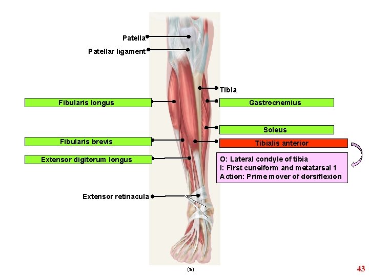 Patellar ligament Tibia Gastrocnemius Fibularis longus Soleus Fibularis brevis Tibialis anterior Extensor digitorum longus